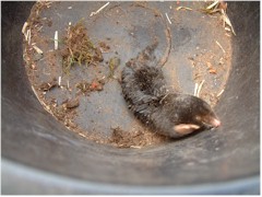 There's a mole in my bucket...